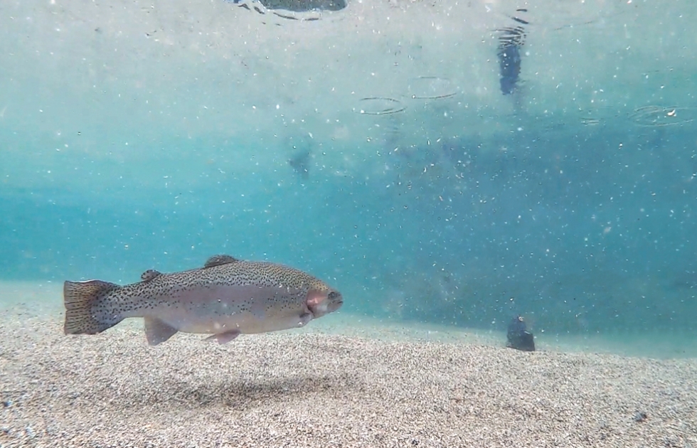 Actual underwater camera video