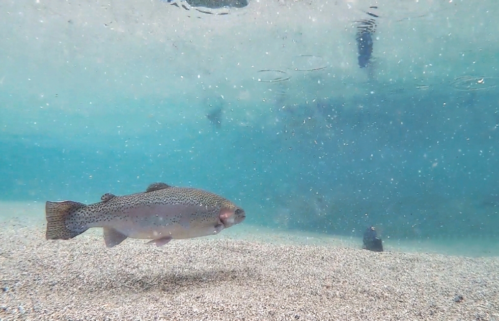 実際の水中カメラの映像スクリーンショット